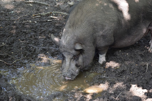 篮下终结技巧全解析